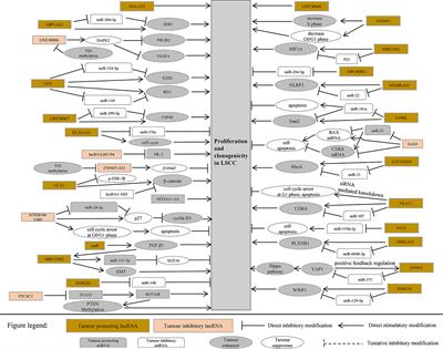 Regulatory Mechanisms of lncRNAs and Their Target Gene Signaling Pathways in Laryngeal Squamous Cell Carcinoma